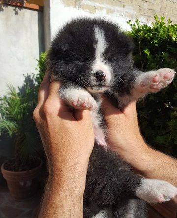 FEMMINA 2 TIGRATA