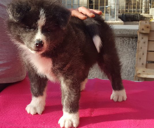 MASCHIO TIGRATO DISPONIBILE