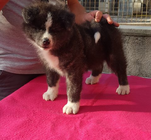 MASCHIO TIGRATO DISPONIBILE