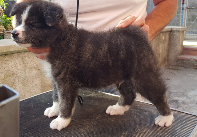 MASCHIO TIGRATO DISPONIBILE