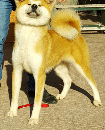 maiyoshi