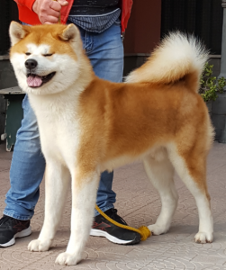 MASCHI