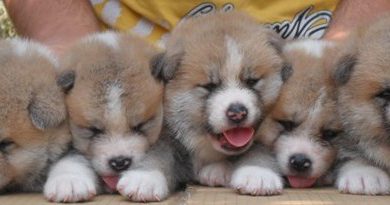 Cuccioli Disponibili… Si Accettano PRENOTAZIONI Cuccioli Disponibili… Si Accettano PRENOTAZIONI