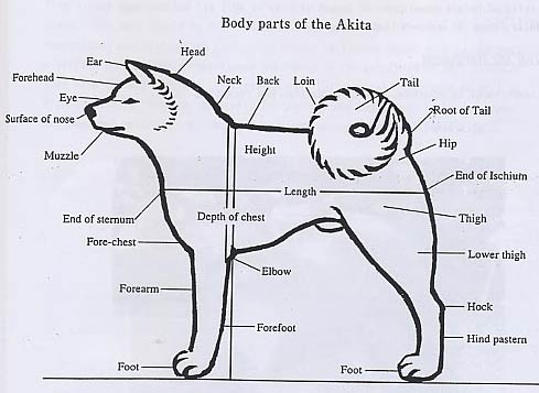 bodyparts