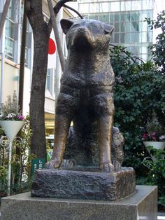 hachiko