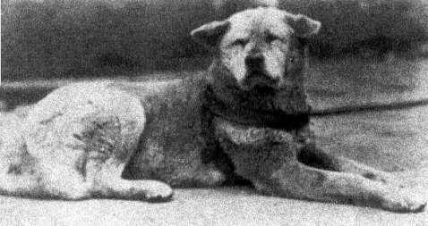 hachiko5
