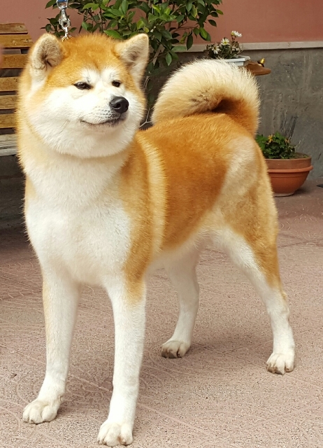 hisako-go