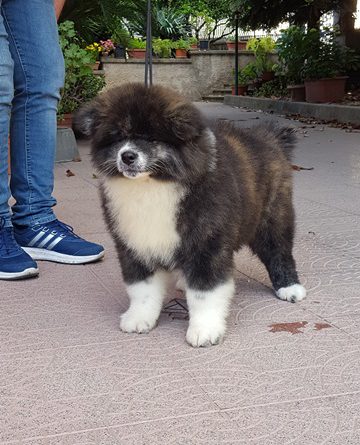 maschio-2-cucciolo-per-famiglia-2