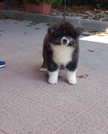 maschio-2-cucciolo-per-famiglia-3