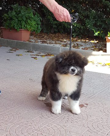 maschio-2-cucciolo-per-famiglia-4