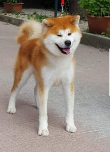 benny-go-del-faito